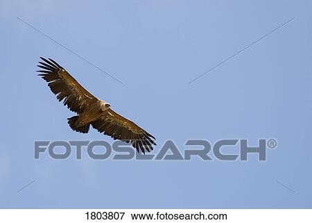 A vulture flying against blue sky in Southern Spain View Large Photo Image Stock Photo - A vulture flying against blue sky in Southern Spain . Fotosearch