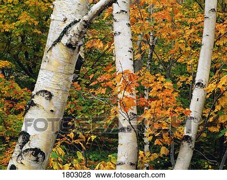 Stock Photo - American White Birch tree trunks and maple leaves in autumn, New Hampshire, USA. Fotosearch
