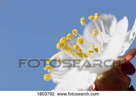 Stock Image - Apricot flower blooming. Fotosearch