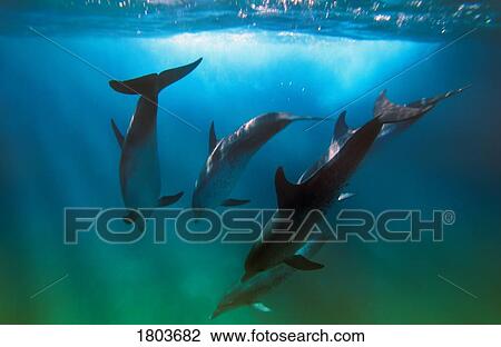 Stock Image - Atlantic Spotted Dolphins, Stenella frontalis, swimming in the sea . Fotosearch