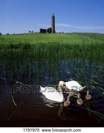 Augustinian Abbey on Devenish Island in Ireland View Large Photo Image Stock Image - Augustinian Abbey on Devenish Island in Ireland. Fotosearch