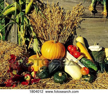 Autumn harvest View Large Photo Image Stock Image - Autumn harvest. Fotosearch