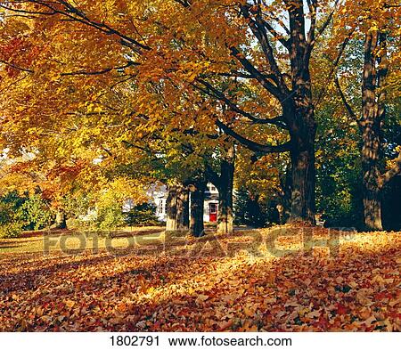 Autumn leaves in yard View Large Photo Image Stock Image - Autumn leaves in yard. Fotosearch