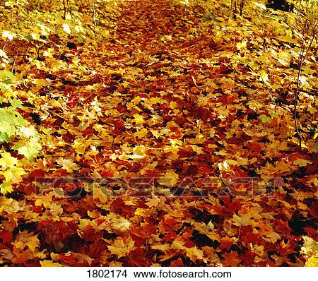 Picture - Autumn leaves. Fotosearch