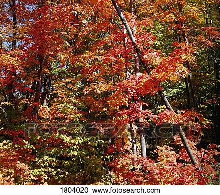 Autumn leaves View Large Photo Image Stock Image - Autumn leaves. Fotosearch