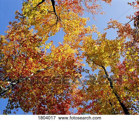 Autumn leaves View Large Photo Image Stock Photo - Autumn leaves. Fotosearch