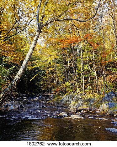 Stock Image - Autumn scene with running brook. Fotosearch