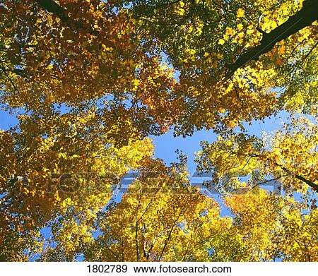Stock Photo - Autumn tree branches low angle. Fotosearch