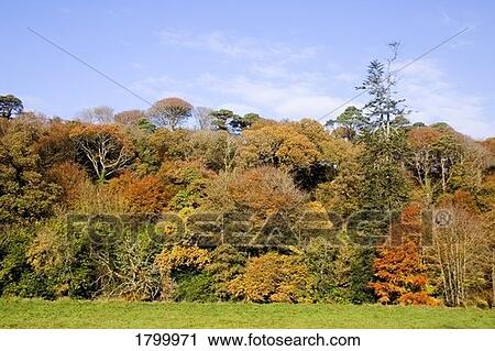 Autumn Tree Colours, Stradbally, Co Waterford, Ireland View Large Photo Image Stock Image - Autumn Tree Colours, Stradbally, Co Waterford, Ireland. Fotosearch