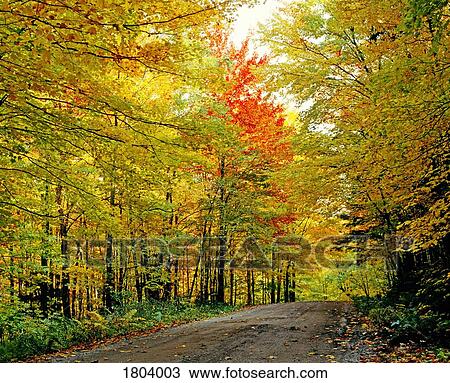 Stock Image - Autumn trees along empty road. Fotosearch