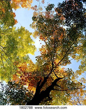 Stock Photo - Autumn trees low-angle. Fotosearch