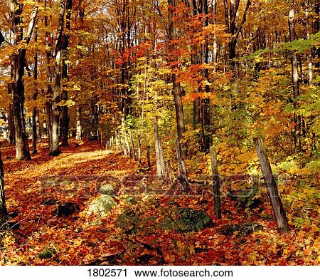Autumn trees View Large Photo Image Stock Image - Autumn trees. Fotosearch