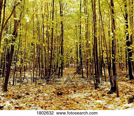 Stock Image - Autumn trees. Fotosearch
