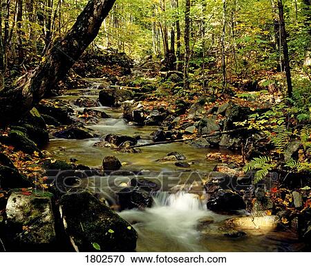 Stock Image - Babbling brook. Fotosearch
