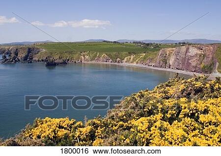 Ballydowane Cove, Copper Coast, Co Waterford, Ireland View Large Photo Image Stock Photograph - Ballydowane Cove, Copper Coast, Co Waterford, Ireland. Fotosearch