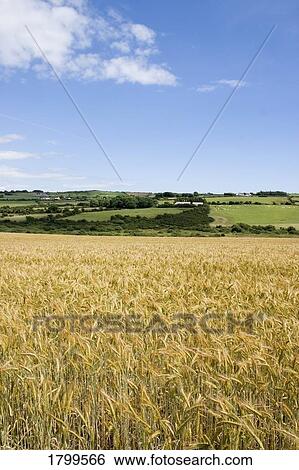 Stock Photograph - Barley Field, Dunhill, Co Waterford, Ireland. Fotosearch