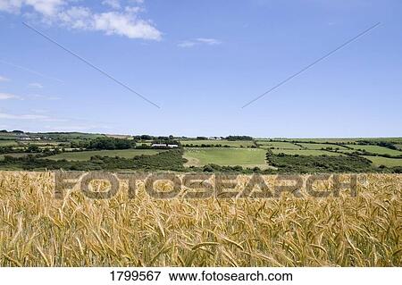 Barley field in County Waterford, Ireland View Large Photo Image Stock Photo - Barley field in County Waterford, Ireland. Fotosearch