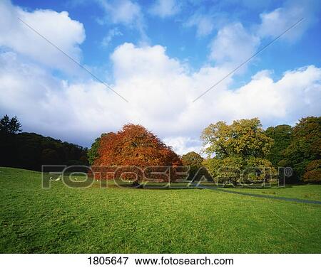 Beech Tree, Glandalough, Co Wicklow, Ireland View Large Photo Image Stock Photo - Beech Tree, Glandalough, Co Wicklow, Ireland. Fotosearch