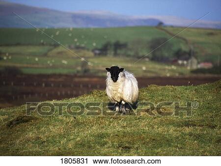 Black-Faced Sheep, Ireland View Large Photo Image Stock Image - Black-Faced Sheep, Ireland. Fotosearch