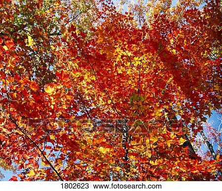 Stock Image - Bright red leaves on a tree. Fotosearch