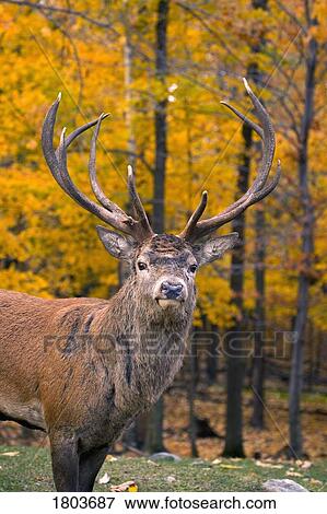 Bull Elk at Jasper National Park, Alberta, Canada View Large Photo Image Stock Photo - Bull Elk at Jasper National Park, Alberta, Canada . Fotosearch