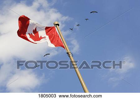 Canadian flag View Large Photo Image Stock Image - Canadian flag. Fotosearch