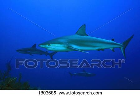 Caribbean reef shark, Carcharhinus perezi, swimming in the sea View Large Photo Image Stock Photography - Caribbean reef shark, Carcharhinus perezi, swimming in the sea. Fotosearch