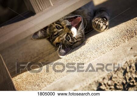 Cat laying on floor with mouth open View Large Photo Image Stock Image - Cat laying on floor with mouth open. Fotosearch