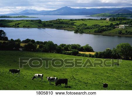 Cattle, Bantry Bay, Co Cork, Ireland View Large Photo Image Stock Image - Cattle, Bantry Bay, Co Cork, Ireland. Fotosearch