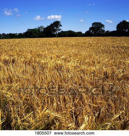 Stock Photo - Cereals, Barley Field, Co Antrim, Ireland. Fotosearch