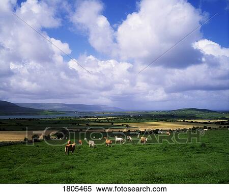 Stock Photography - Charolais Cattle, Near Bell Harbour, Co Clare, Ireland. Fotosearch