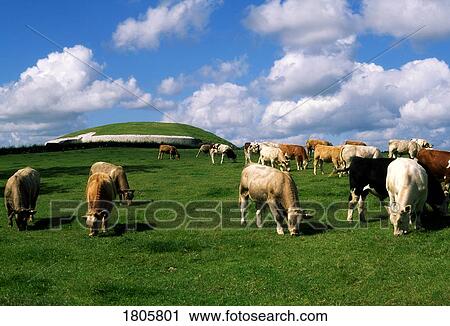 Charolais Cattle, Newgrange, Co Meath, Ireland View Large Photo Image Stock Image - Charolais Cattle, Newgrange, Co Meath, Ireland. Fotosearch