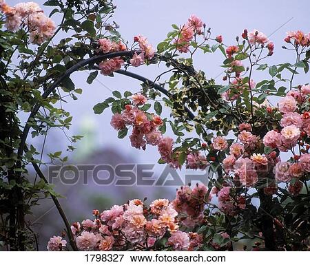 Cherry Blossoms, Ireland View Large Photo Image Stock Photo - Cherry Blossoms, Ireland. Fotosearch