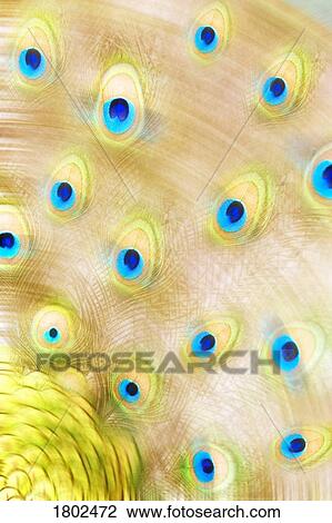 Stock Image - Close up of a peacock tail. Fotosearch