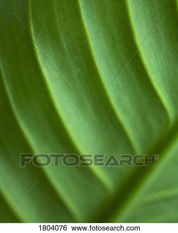 Stock Photograph - Close-up of green leaf. Fotosearch