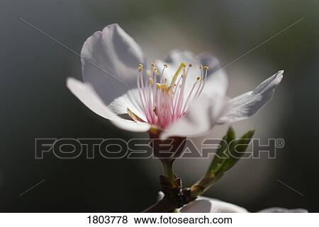 Closeup of an almond blossom View Large Photo Image Stock Photo - Closeup of an almond blossom. Fotosearch
