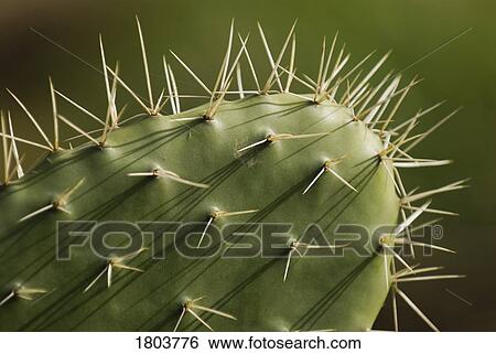 Closeup view of a cactus View Large Photo Image Stock Photograph - Closeup view of a cactus. Fotosearch