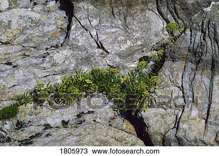 Co Clare, rock formations, The Burren View Large Photo Image Stock Image - Co Clare, rock formations, The Burren. Fotosearch