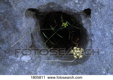Co Clare, The Burren, Wildflowers, Ireland View Large Photo Image Stock Image - Co Clare, The Burren, Wildflowers, Ireland. Fotosearch