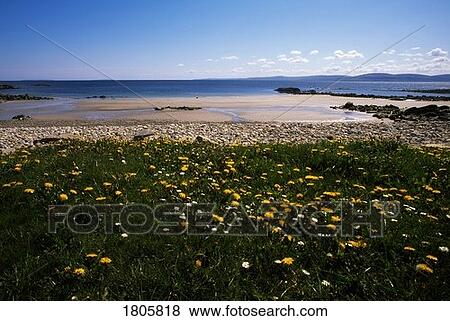 Stock Photo - Co Clare, Wildflowers Behind Beach, Ireland. Fotosearch