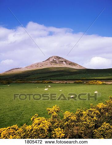 Co Wicklow, Sugarloaf Mountain, Ireland View Large Photo Image Stock Image - Co Wicklow, Sugarloaf Mountain, Ireland. Fotosearch