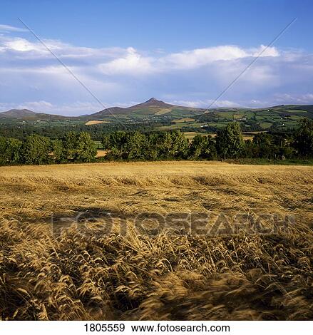 Co Wicklow, Sugarloaf Mountain, Ireland View Large Photo Image Stock Photo - Co Wicklow, Sugarloaf Mountain, Ireland. Fotosearch
