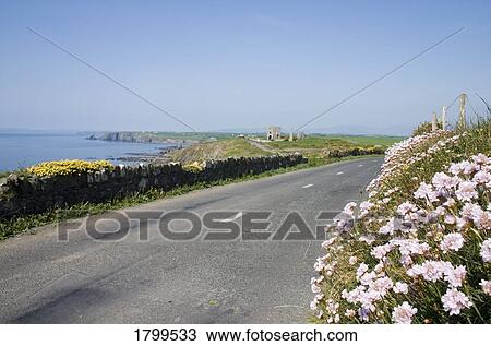 Stock Image - Coast Road and Sea Pink, Bunmahon, Co Waterford, Ireland. Fotosearch