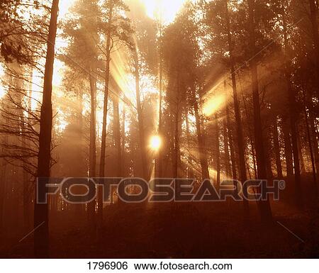 Stock Photograph - Conifer Woods in the Vee Gap, Knockmealdown Mountains, County Tipperary, Ireland. Fotosearch