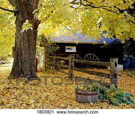 Cottage with fall tree and fence View Large Photo Image Stock Image - Cottage with fall tree and fence. Fotosearch