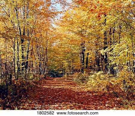 Stock Image - Country road in autumn. Fotosearch