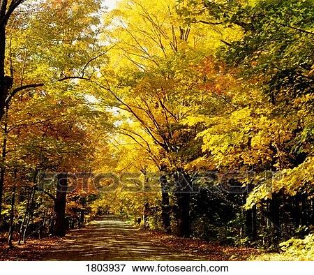 Stock Photo - Country road. Fotosearch