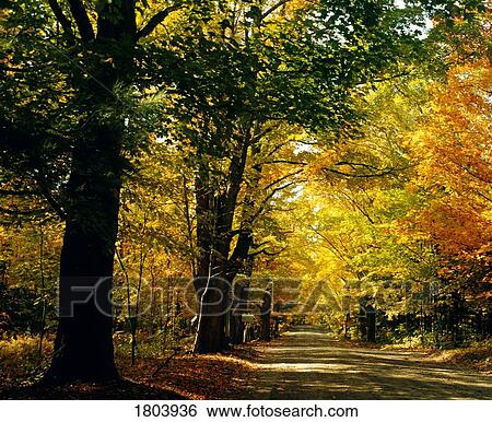 Stock Photograph - Country road. Fotosearch