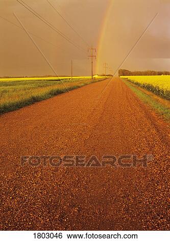 Country road surrounded by canola fields near Edmonton, Alberta View Large Photo Image Stock Photograph - Country road surrounded by canola fields near Edmonton, Alberta. Fotosearch