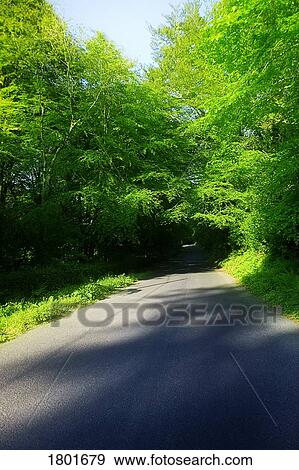 Country Road & Trees, Stradbally, Co Waterford, Ireland View Large Photo Image Stock Photo - Country Road & Trees, Stradbally, Co Waterford, Ireland. Fotosearch